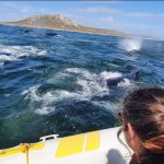 Humpback whale supergroup