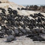 Seal Die off