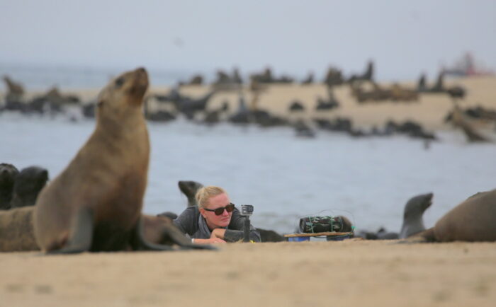PhD student Mathilde Martin recording Cape fur seals