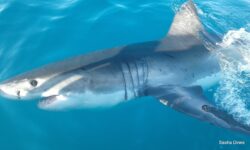 White shark passing research boat (Oceans Research - S Dines)