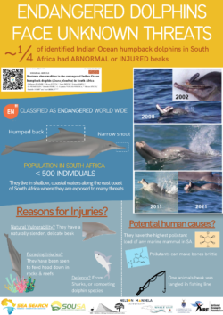 Infographic of Frainer et al 2022 paper looking at the prevalence and possible causes of abnormal rostrums in humpback dolphins