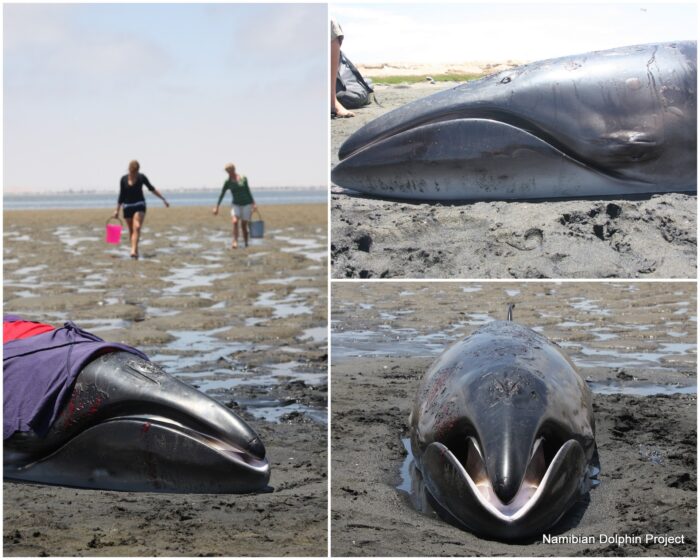 Pygmy right whale stranding - Walvis Bay, Namibia