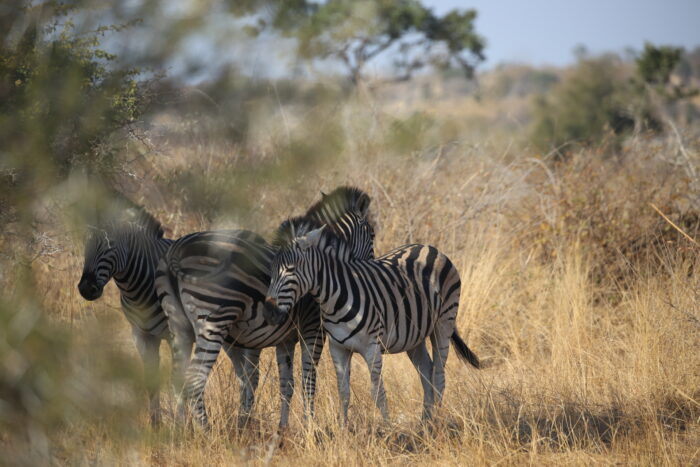 Just another day in Kruger Park during the bioacoustics course