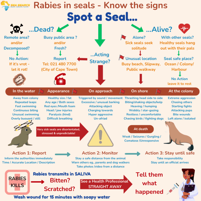 Rabies in Seals - What to do Poster