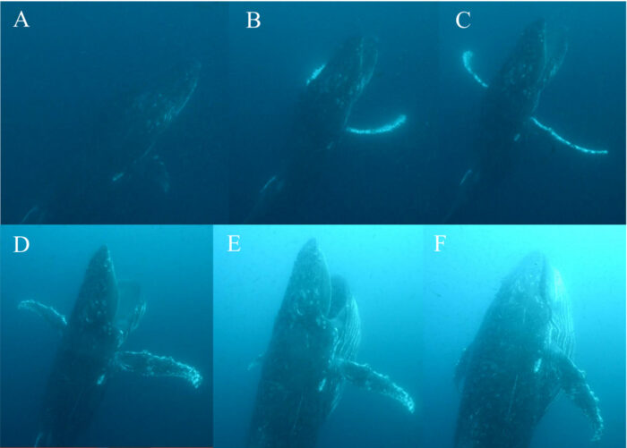 Underwater videos of were used to analayse the nature of humpback whale feeding behaviour in South Africa