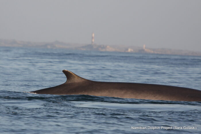 Fin whale feeding off Luderitz, Namibia 2014