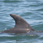 Scarring used to identify dolphins individually