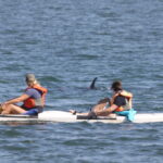 Recording sounds of bottlenose dolphins in the lagoon