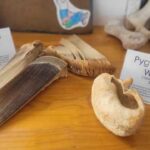 Bones and baleen of the rare pygmy right whale on display